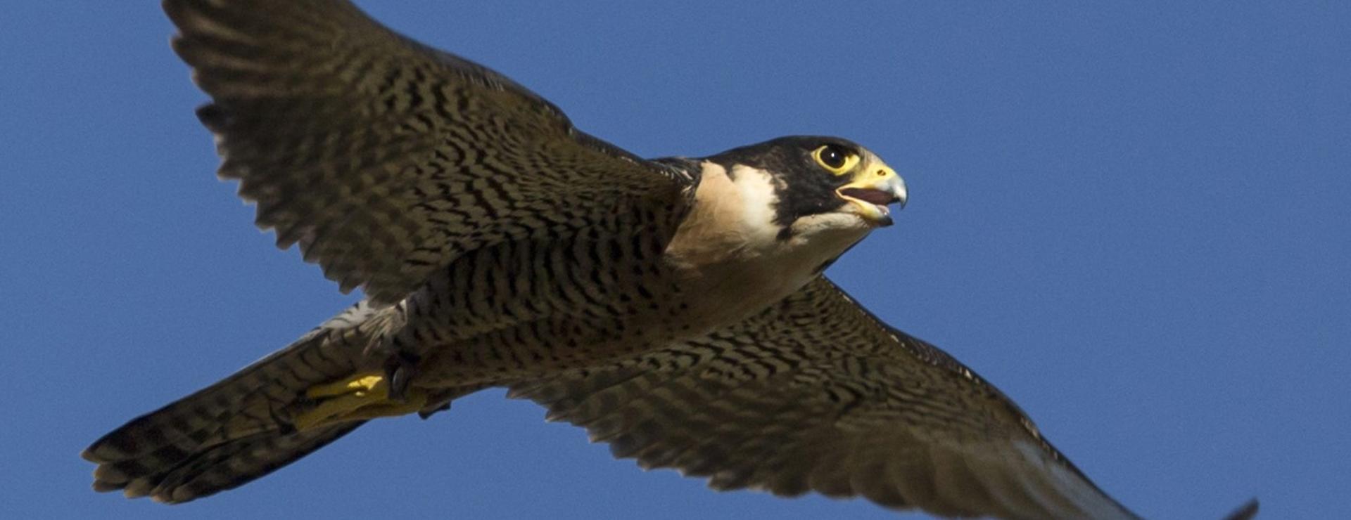 Falconry Gloves